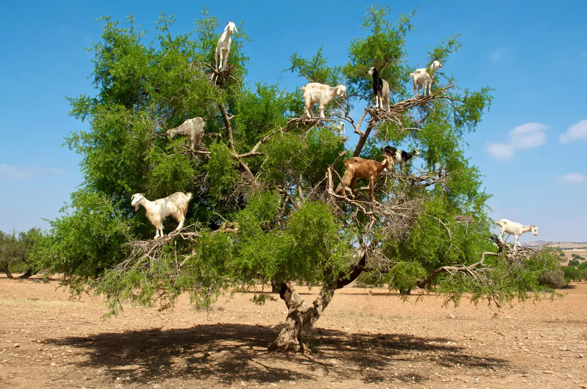 Marrakech Essaouira and Agadir Transfer: goat on tree on way